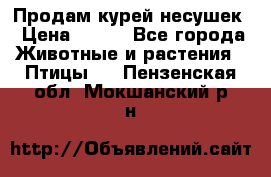 Продам курей несушек › Цена ­ 350 - Все города Животные и растения » Птицы   . Пензенская обл.,Мокшанский р-н